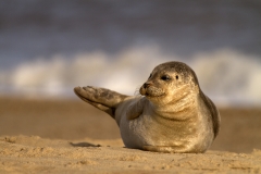 Common Seal
