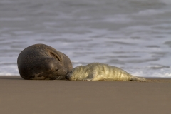 Mother and pup