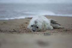Pup in surf