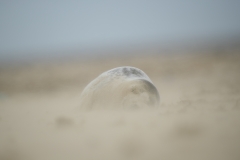 Sandstorm