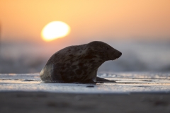 Seal at sunrise