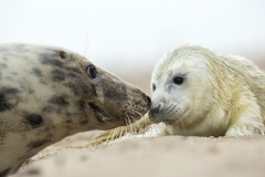 Seal love