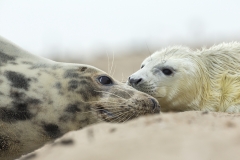 Seal love