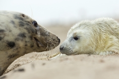 Seal love