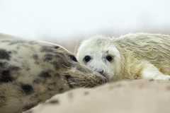 Seal love