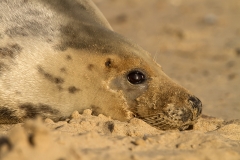 Seal portrait