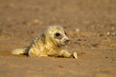 Seal pup
