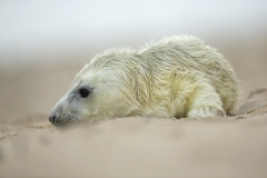 Seal pup