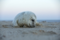 Seal pup