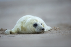 Seal pup