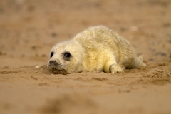 Seal pup