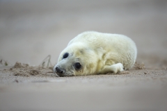 Seal pup
