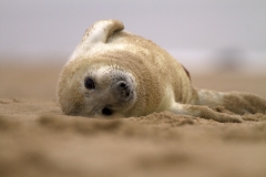 Seal pup
