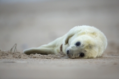Seal pup