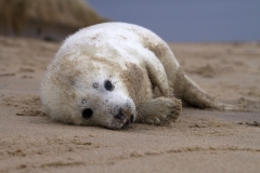 Seal pup