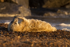 Seal pup