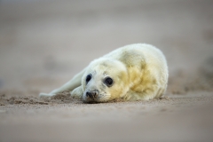 Seal pup