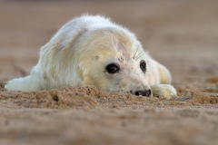 Seal pup