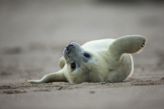 Seal pup