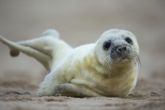 Seal pup