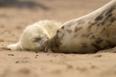 Seal pup greeting