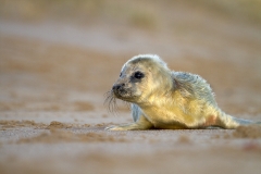 Seal on the beach