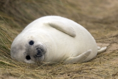 Seal pup relaxing