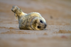 Grey Seal pup rolling