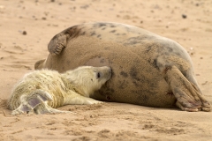 Seal pup suckling