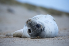 Seal teenager