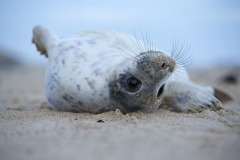 Seal teenager