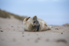 Seal teenager