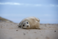 Seal teenager