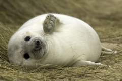 Seal waving