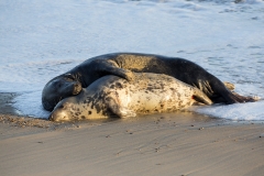 Seals mating