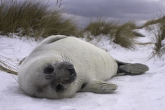 Snow Seal