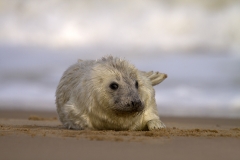 Wet and fluffy