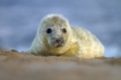 Seal pup