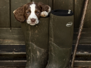 Spaniel