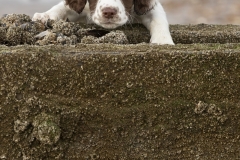 Explorer