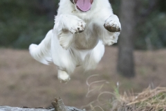 Flying spaniel