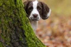 Hide n seek