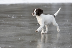 Skating spaniel