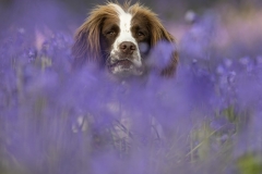 Hide n seek