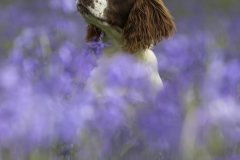 Bluebells