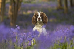 Bluebell wood